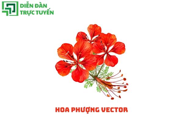 Hoa Phượng Vector