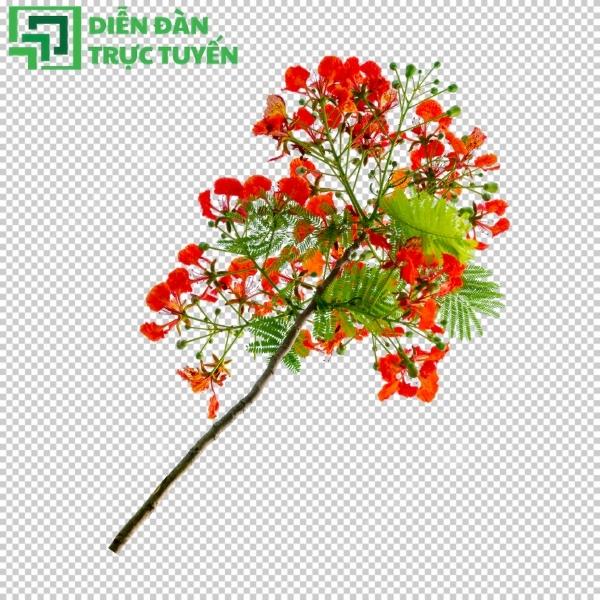 File hoa phượng vector gọn nhẹ, dễ dàng sử dụng cho mọi dự án