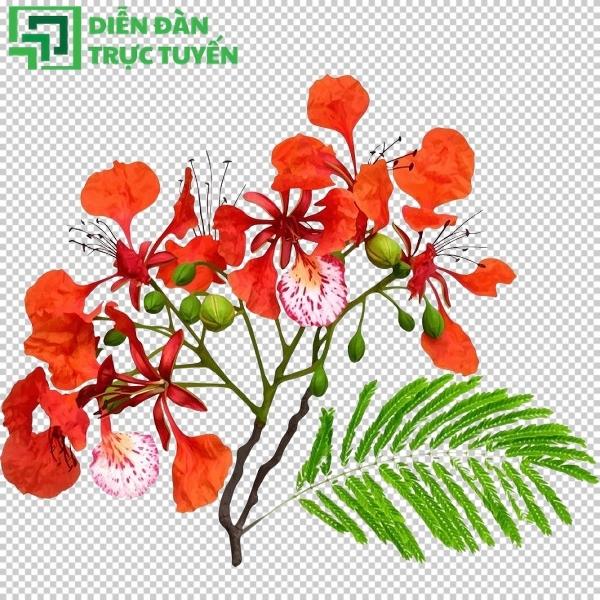 Tải ngay hoa phượng vector full HD, dễ dàng chỉnh sửa trên Illustrator