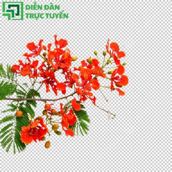 Hoa phượng vector sắc nét, không vỡ hình khi in ấn kích thước lớn