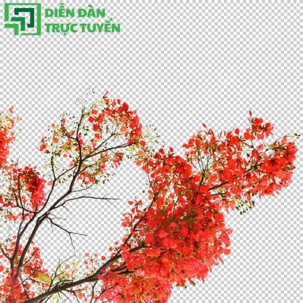 Bộ sưu tập hoa phượng vector miễn phí, đa dạng kiểu dáng sáng tạo