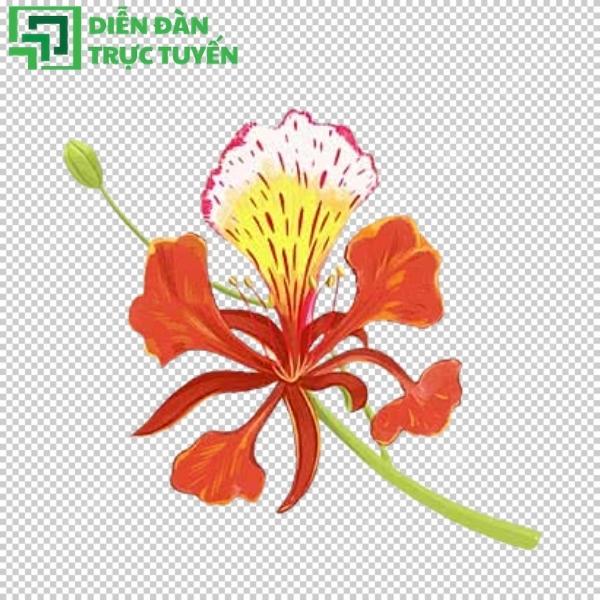 File hoa phượng vector AI, EPS chuyên nghiệp cho designer
