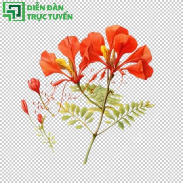 Hoa phượng vector nền trong suốt, tiện sử dụng cho mọi thiết kế