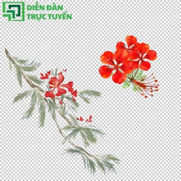 File vector hoa phượng chi tiết, phù hợp thiết kế in ấn và quảng cáo