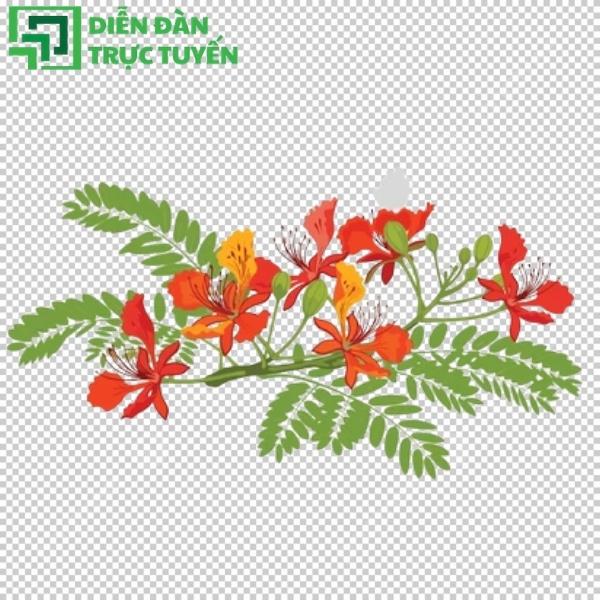 Hoa phượng vector miễn phí, chuẩn đồ họa, dễ dàng chỉnh sửa layer