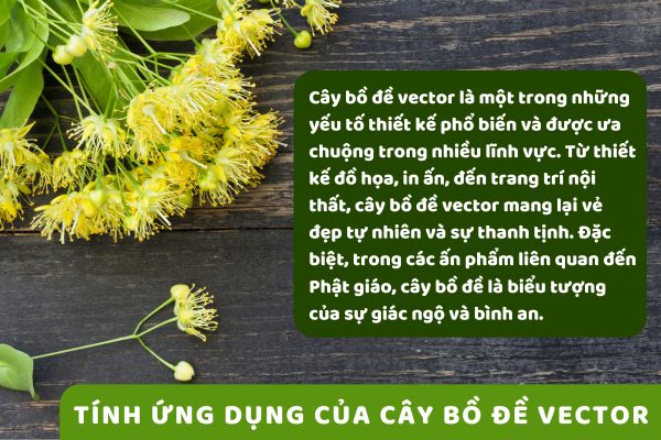 Tính ứng dụng của cây bồ đề vector
