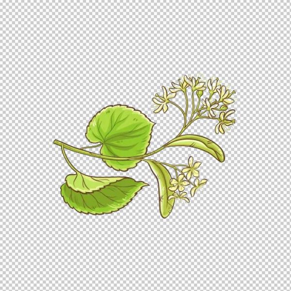 Vector lá bồ đề có hoa