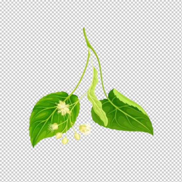 Cây bồ đề vector với chi tiết lá