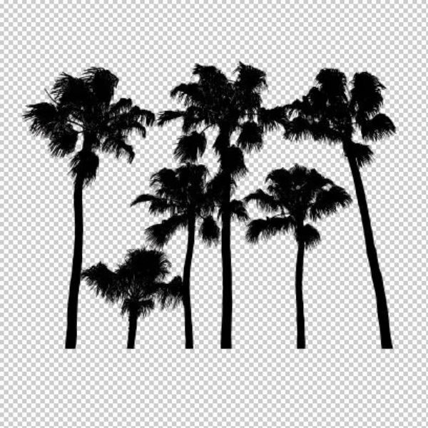 Vector cây dừa ảnh đen trắng