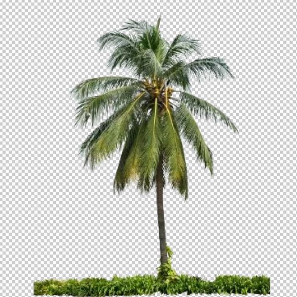 Cây dừa vector nét thật