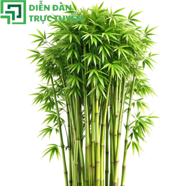 Ảnh vector sắc nét, chất lượng cao cây tre