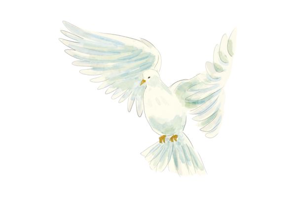 Chim bồ câu vector đẹp