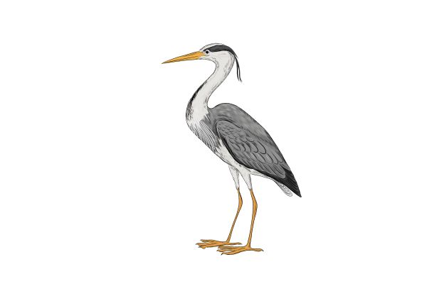 Chim hạc vector đứng