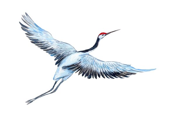 Vector chim hạc thông dụng