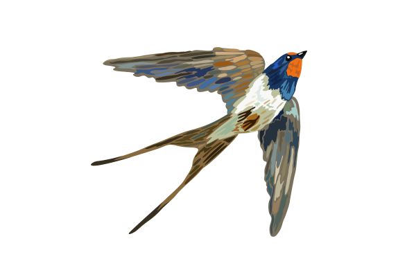 Chim yến vector đẹp