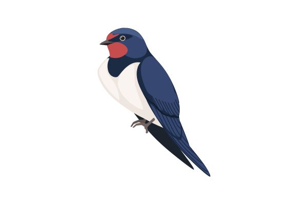 Vector chim yến đứng yên