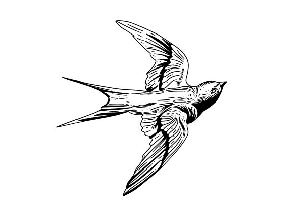 Vector chim yến nét vẽ