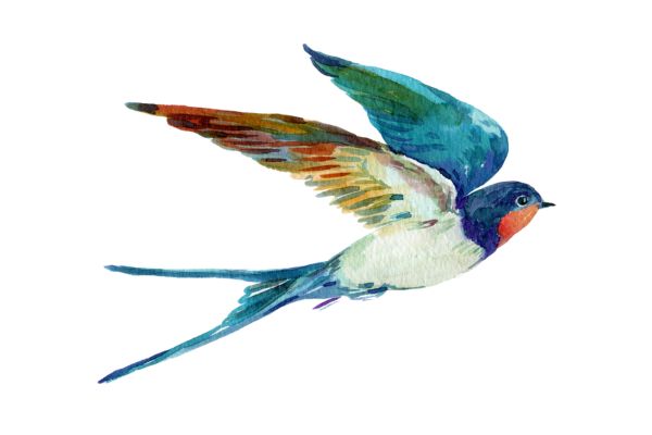 Vector chim yến rực rỡ