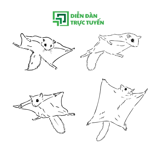 Mẫu Con Sóc Vector Bay