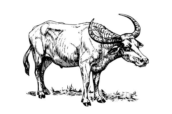Con trâu vector nét chì
