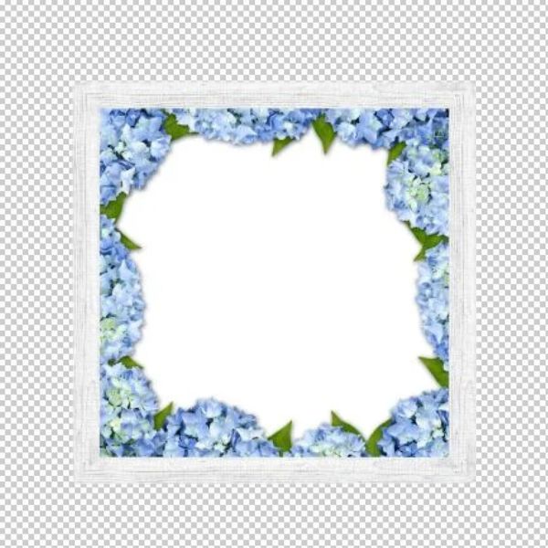 Khung hoa cẩm tú cầu vector