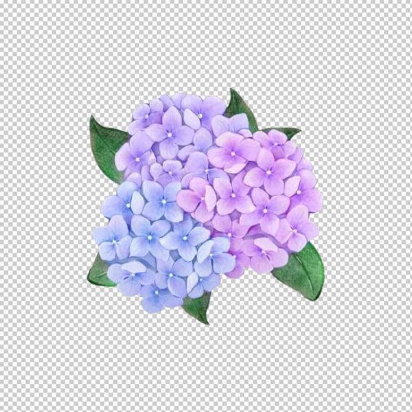 Chùm hoa cẩm tú cầu