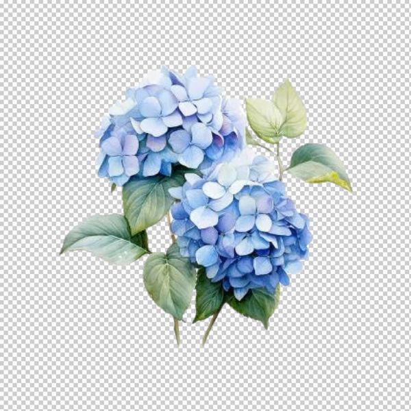 Hoa cẩm tú cầu xinh