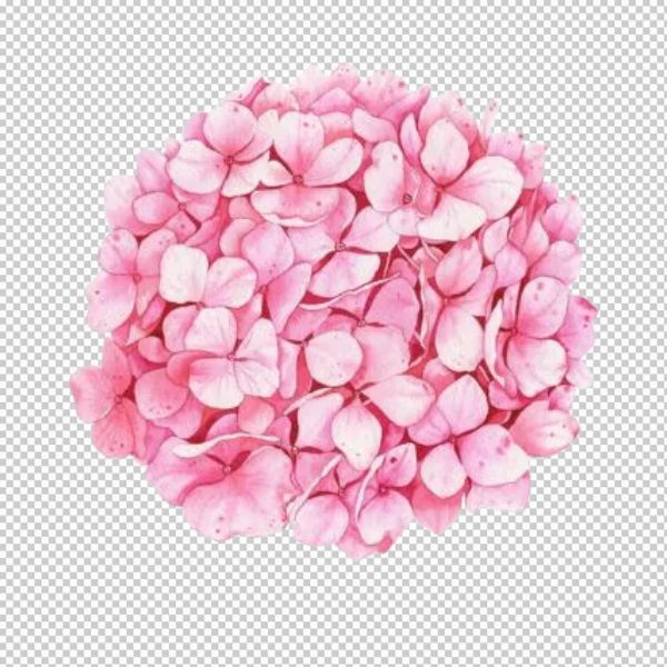 Vector hoa cẩm tú cầu hồng