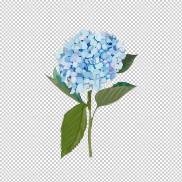 Nhánh hoa cẩm tú cầu vector