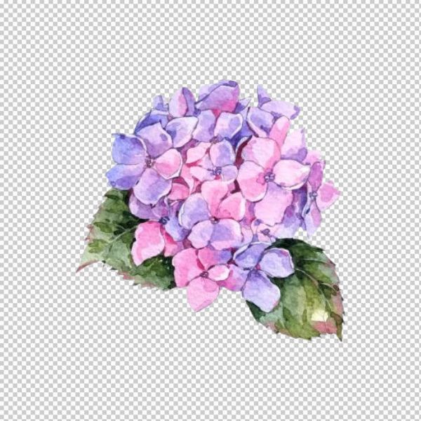 Vector hoa cẩm tú cầu rực rỡ