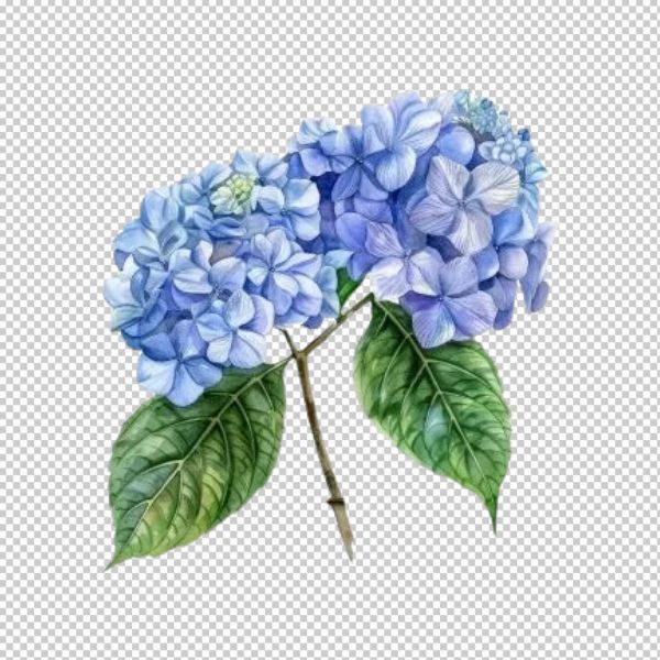 Hoa cẩm tú cầu đơn giản