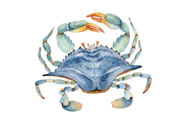 Vector con cua màu xanh 