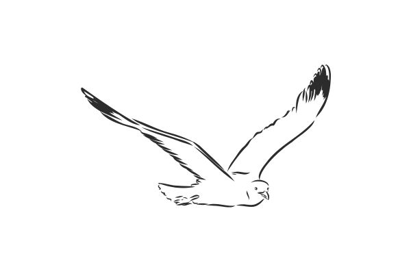 Chim hải âu vector basic