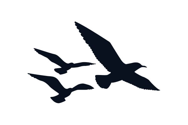 Vector hải âu đen trắng