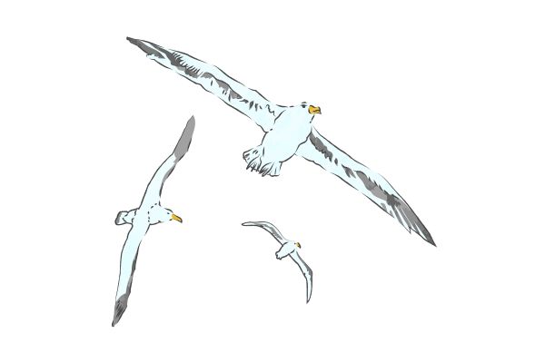 Hải âu vector bay lượn