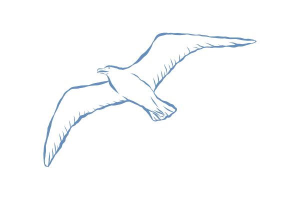 Hải âu vector phổ biến