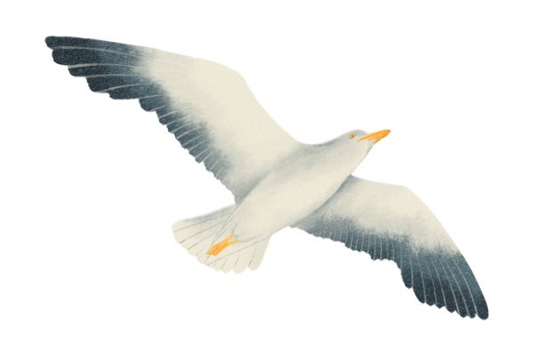 Vector hải âu màu đẹp