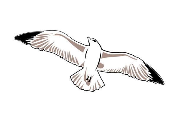 Chim hải âu vector