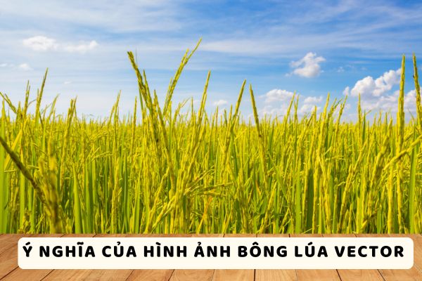 Ý nghĩa của hình ảnh bông lúa vector