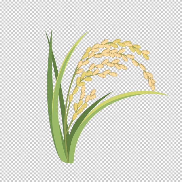 Hình bông lúa vector