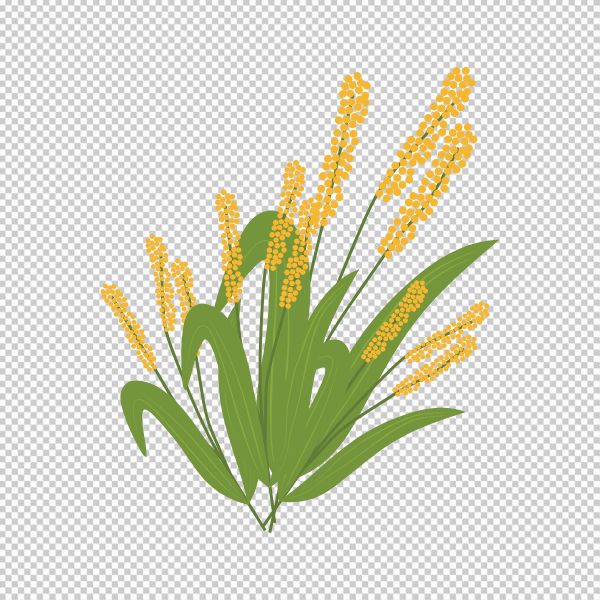 Bông lúa vector png