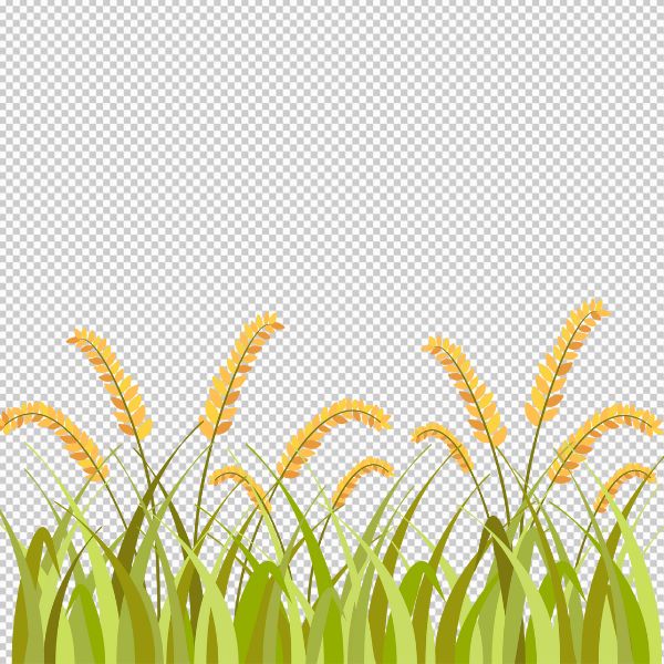 Dàn bông lúa hình ảnh đồ hoạ đẹp