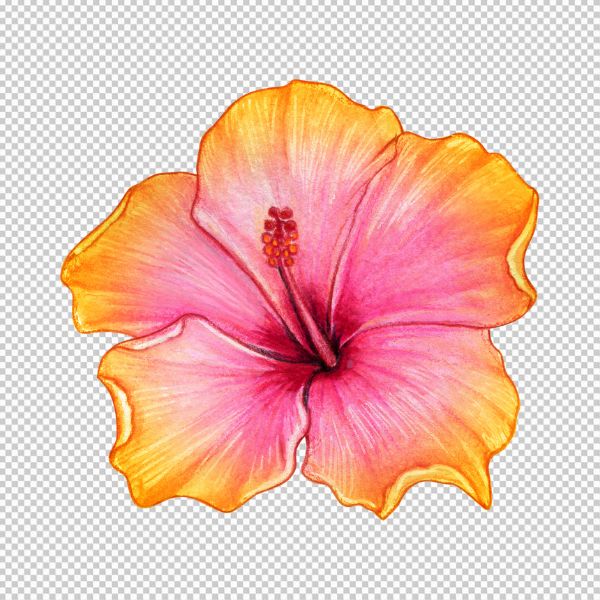 Hoa 5 cánh vector màu loang