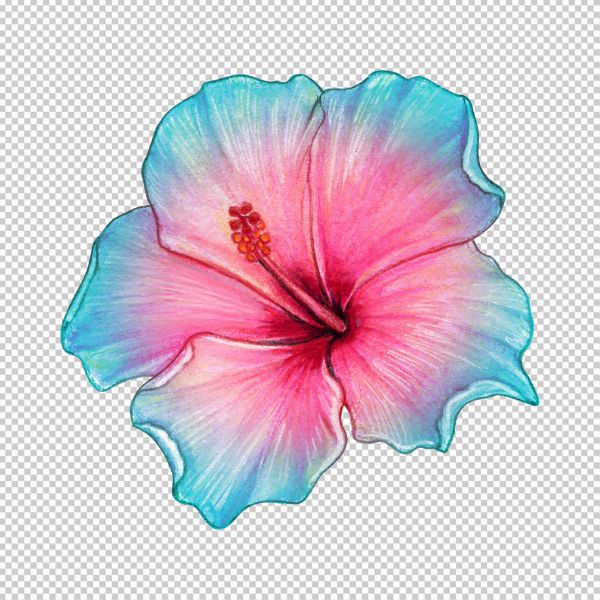 Vector hoa 5 cánh tươi tắn