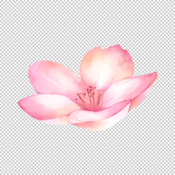 Vector hoa 6 cánh đẹp thanh khiết 