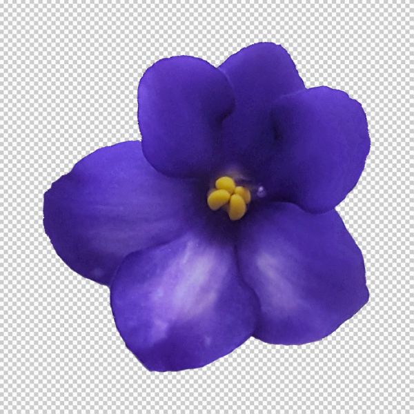 Hoa 6 cánh mẫu vector màu tím file jpg