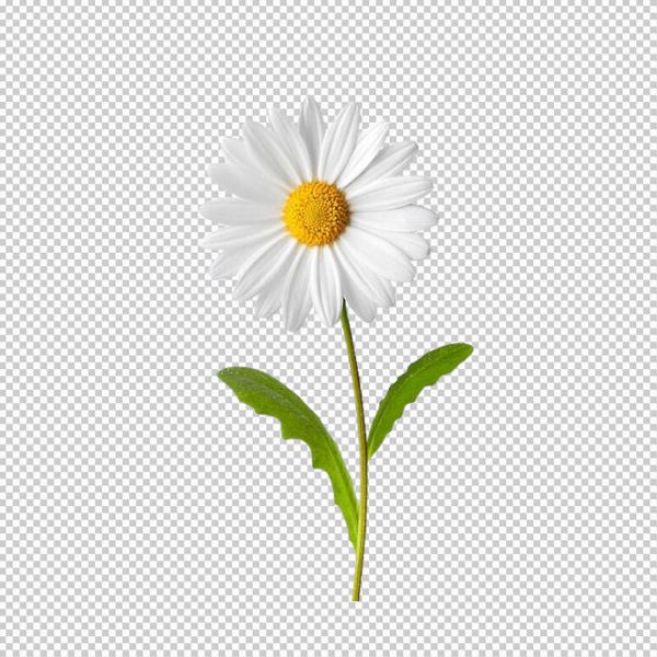 Vector hoa cúc xinh