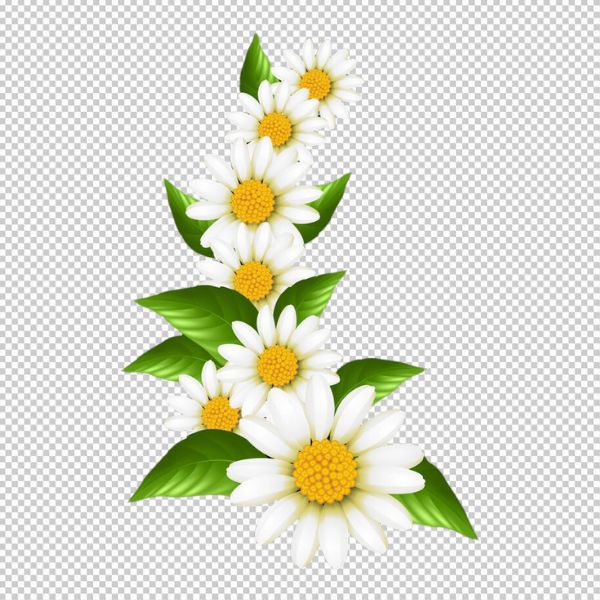 Hoa cúc vector trang trí