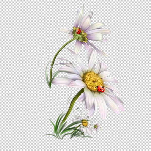 Vector hoa cúc file jpg