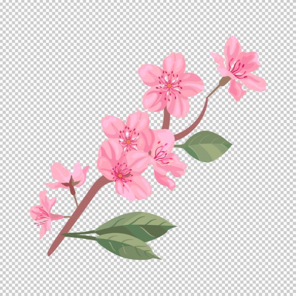 Hoa đào file vector JPG, PNG, ESP